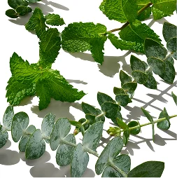 Eucalyptus and Mint