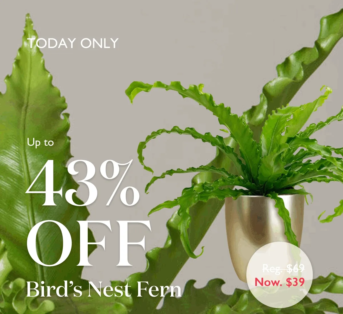 TODAY ONLY: Up to 43% off Bird's Nest Fern