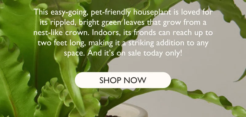 Bird's Nest Fern Deal of the Day Ends at 12AM EST