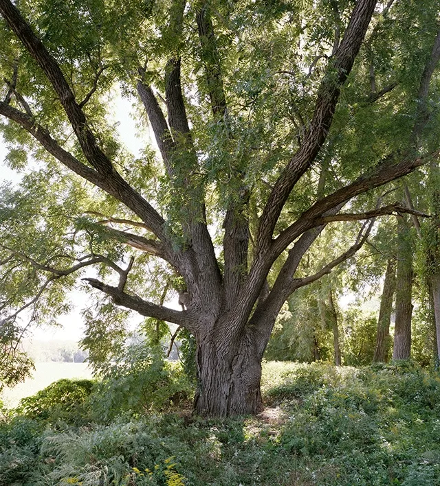 A walnut tree in New York state.