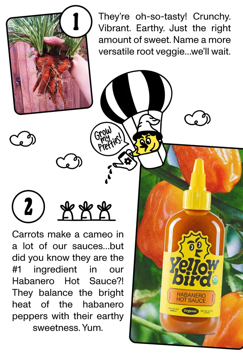 Did you know that carrots are the #1 ingredient in our Habanero Hot Sauce?