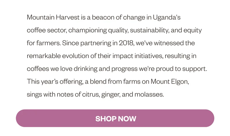 Mountain Harvest is a beacon of change in Uganda's coffee sector, championing quality, sustainability, and equity for farmers. Since partnering in 2018, we've witnessed the remarkable evolution of their impact initiatives, resulting in coffees we love drinking and progress we're proud to support. This year’s offering, a blend from farms on Mount Elgon, sings with notes of citrus, ginger, and molasses. SHOP NOW