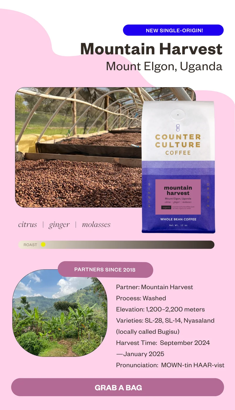 New Single - Origin Mountain Harvest Mount Elgon, Uganda citrus ginger molasses