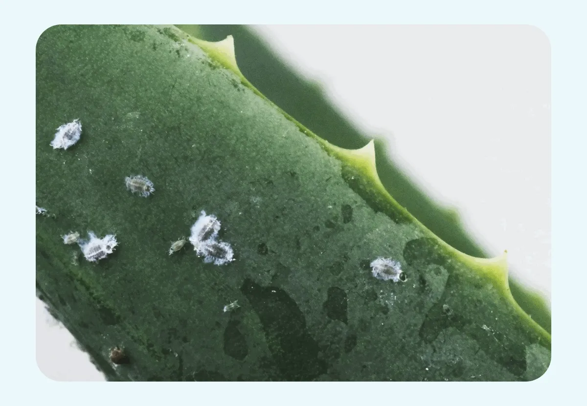 Pictures of common plant pests.
