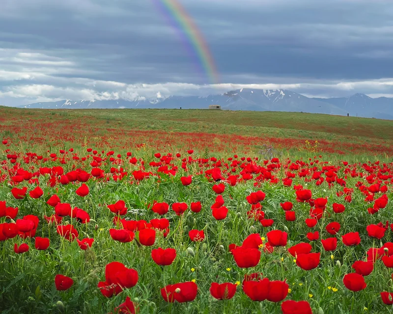 A field of red flowers blooming under a gray sky with a rainbow.