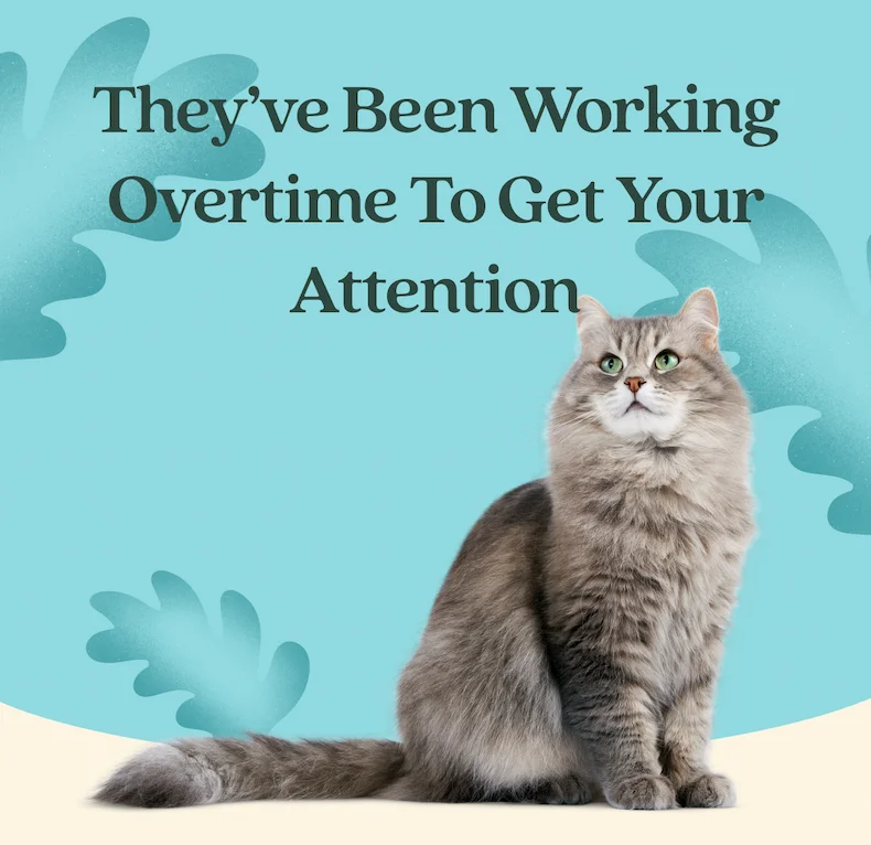 They've Been Working Overtime To Get Your Attention