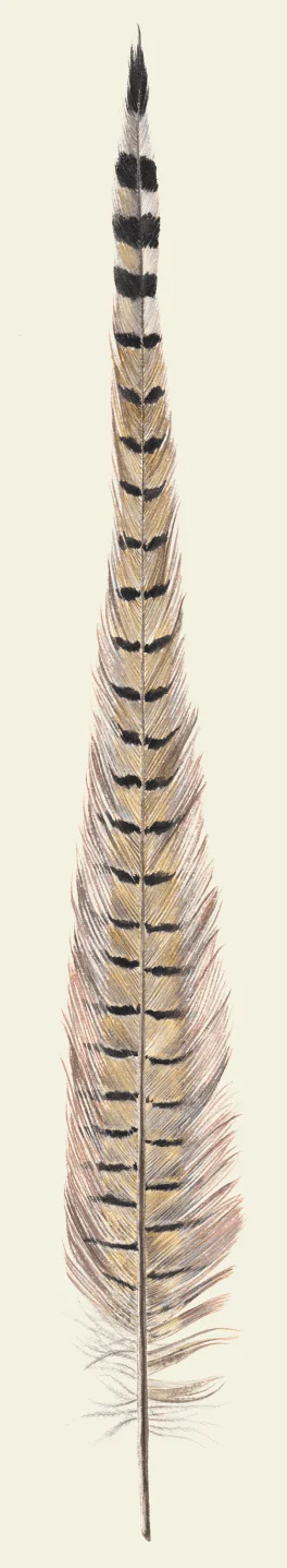 A feather from a pheasant tail.
