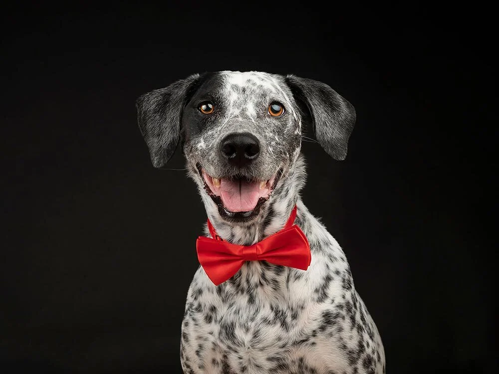 Which breeds this Dalmatian's bloodline is blended with aren't clear from appearance alone.