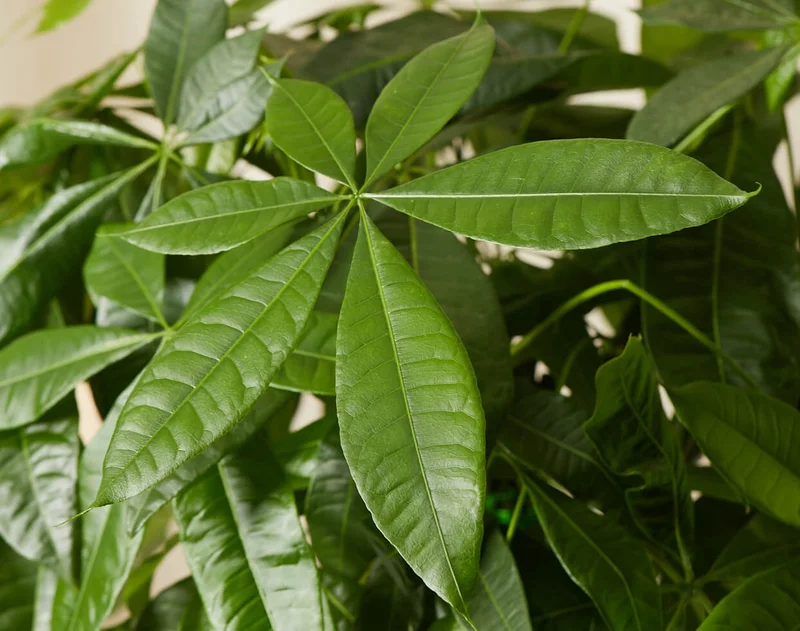 MONEY TREE