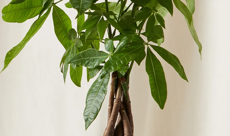 MONEY TREE BRAID