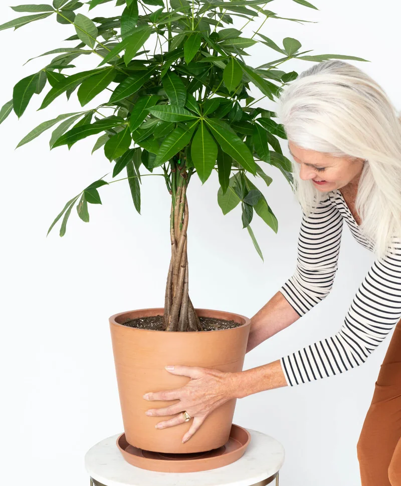 woman with money tree