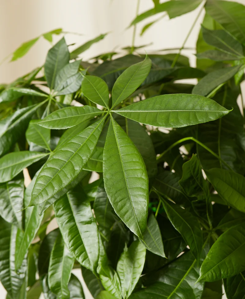 Shop the XL Monwy Tree