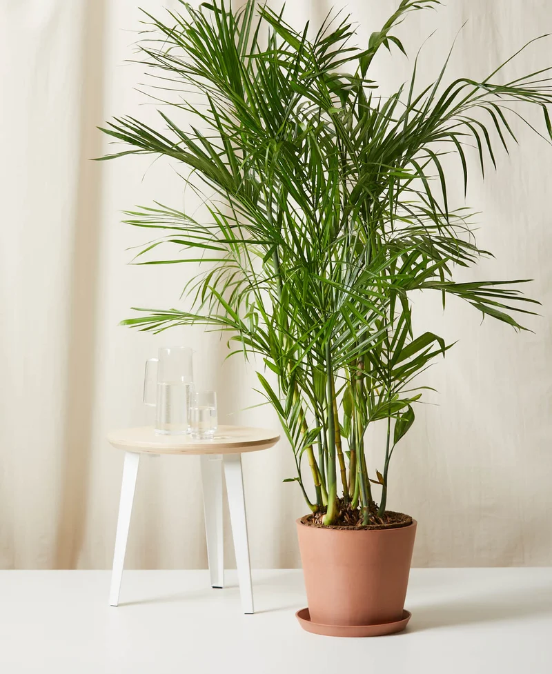 Image of Bamboo Palm