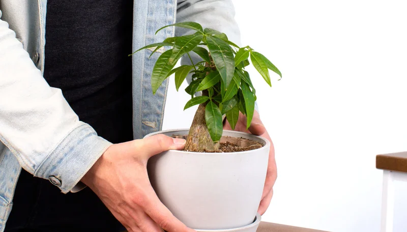 mini money tree