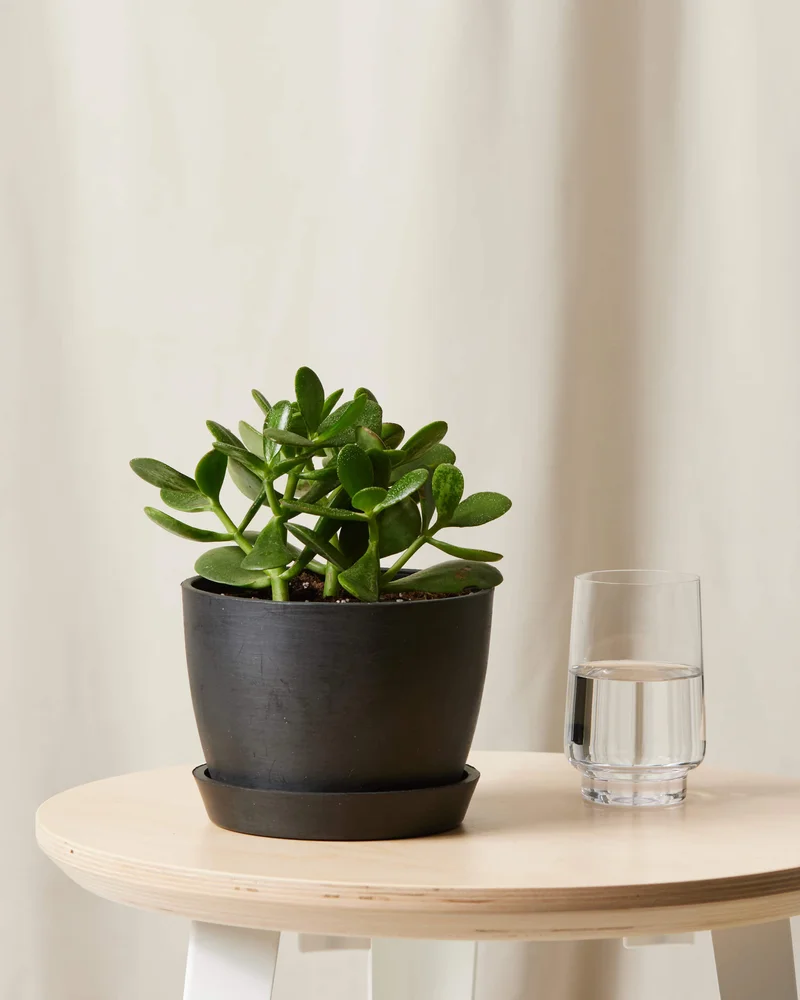 Image of Jade Plant