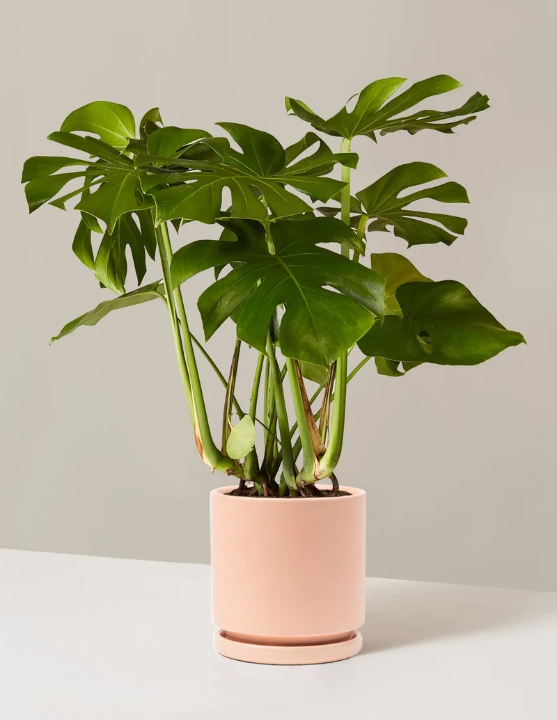 Image of Up to 25% off