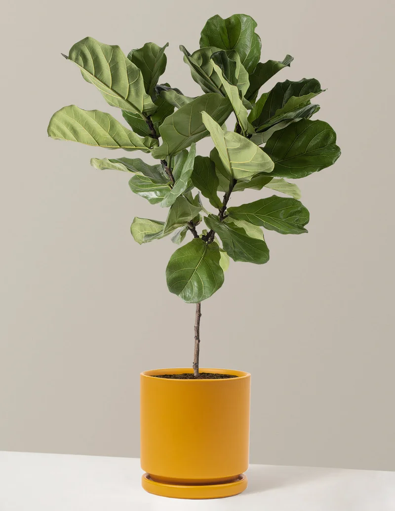 Image of Up to 25% off