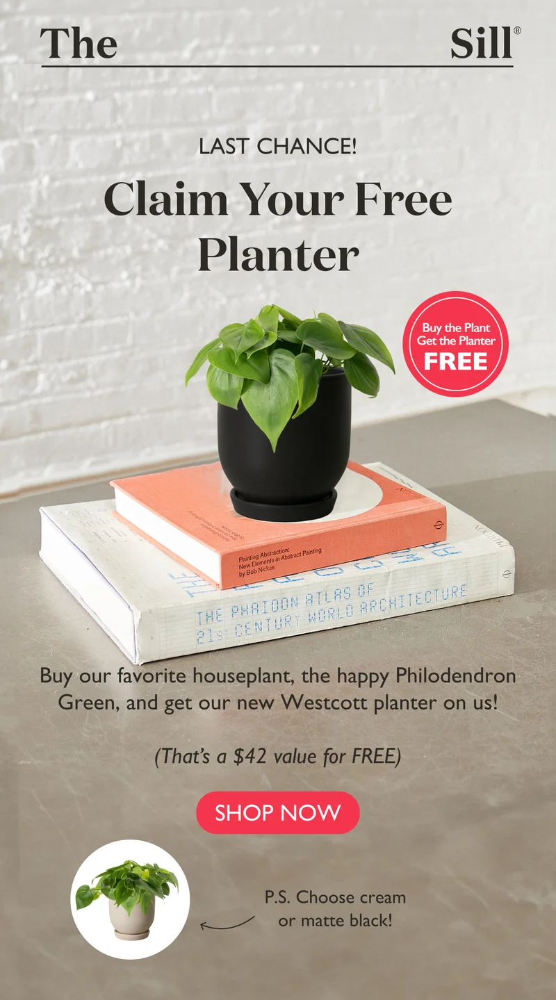 Buy a Small Philodendron Green, Get a Westcott Planter On Us
