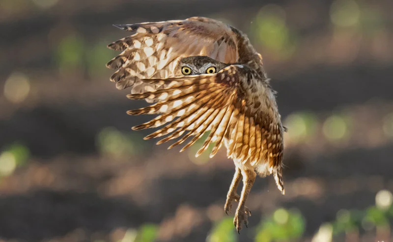 A burrowing owl chick learns to fly in an agricultural field next to its new home, a desert refuge.