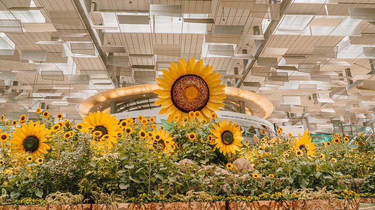 Sunflower 1