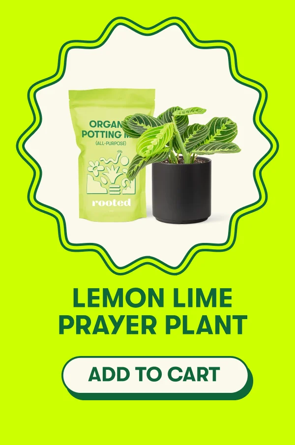 Lemon Lime Prayer Plant [ADD TO CART]