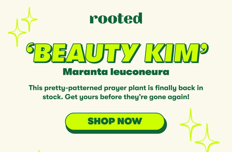 ‘BEAUTY KIM’ Maranta leuconeura  This pretty-patterned prayer plant is finally back in stock. Get yours before they’re gone again!  [SHOP NOW]