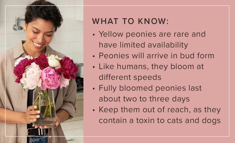 WHAT TO KNOW:  * Yellow peonies are rare and have limited availability. * Peonies will arrive in bud form  * Like humans, they bloom at different speeds  * Fully bloomed peonies last about two to three days  * Keep them out of reach, as they contain a toxin to cats and dogs