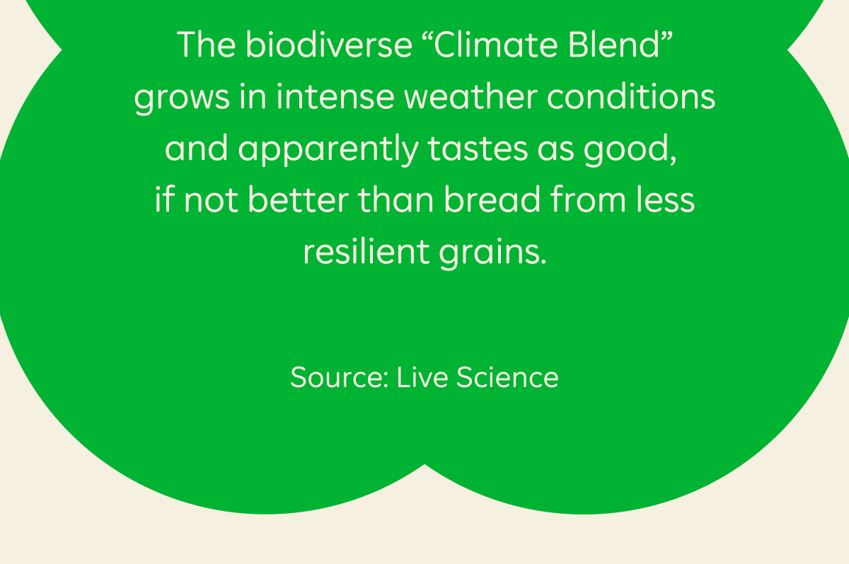 The biodiverse “Climate Blend” grows in intense weather conditions and apparently tastes as good, if not better than bread from less resilient grains.  Source: Live Science