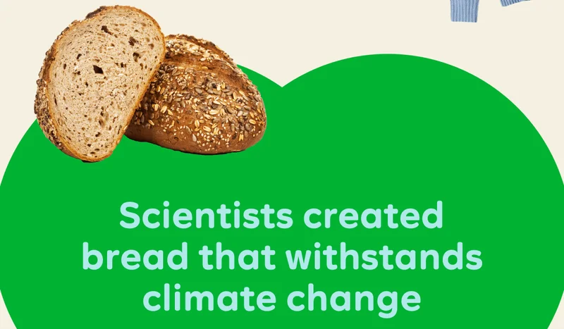 Scientists created bread that withstands climate change