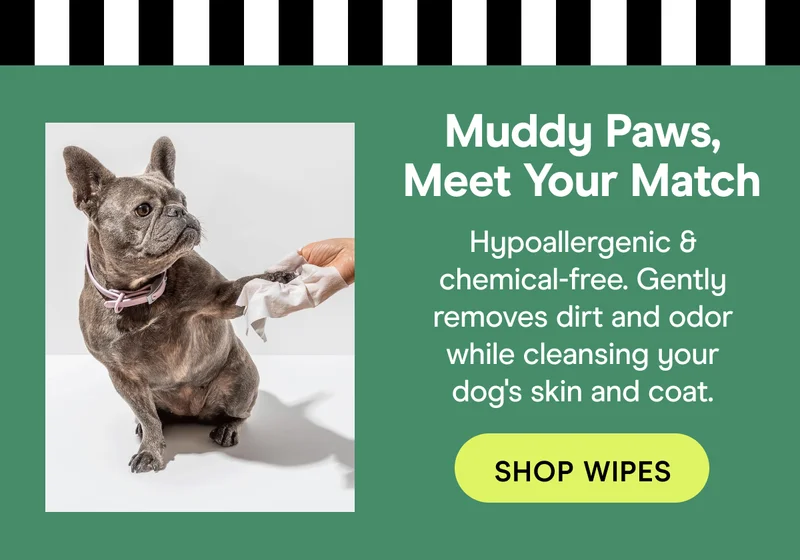 Muddy Paws, Meet Your Match! Hypoallergenic & chemical-free. Gently removes dirt and odor while cleansing your dog's skin and coat.