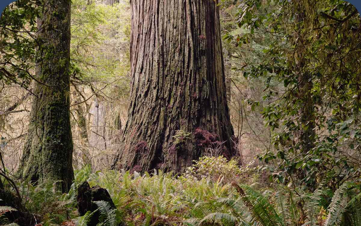 The base of an enormous tree trunk in the forest.