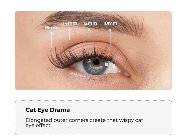 Close-up of an eye with a Cat Eye Drama lash style, showing lash lengths from inner to outer corner: 10mm, 12mm, 14mm, 16mm. This style creates an elongated, wispy cat eye effect.