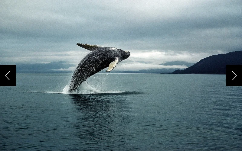 A humpback hurtles skyward, splitting the calm waters of frigid Glacier Bay