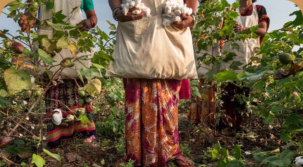 Four people standing in a cotton field.
