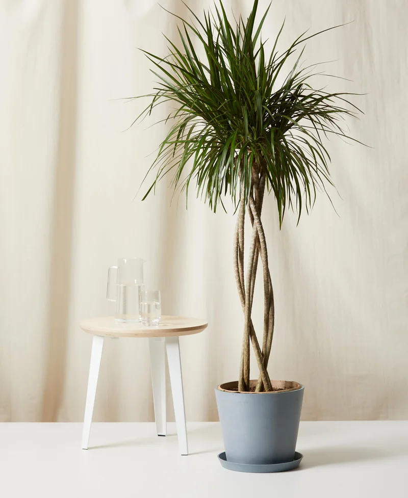 Image of Dracaena Marginata Open Weave