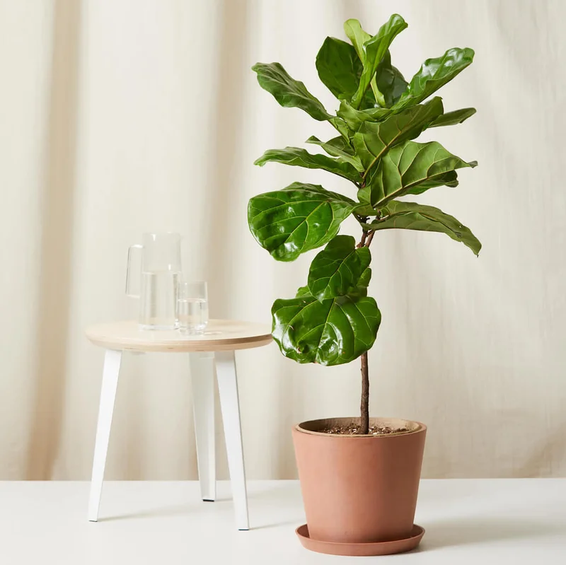 Image of Fiddle Leaf Fig