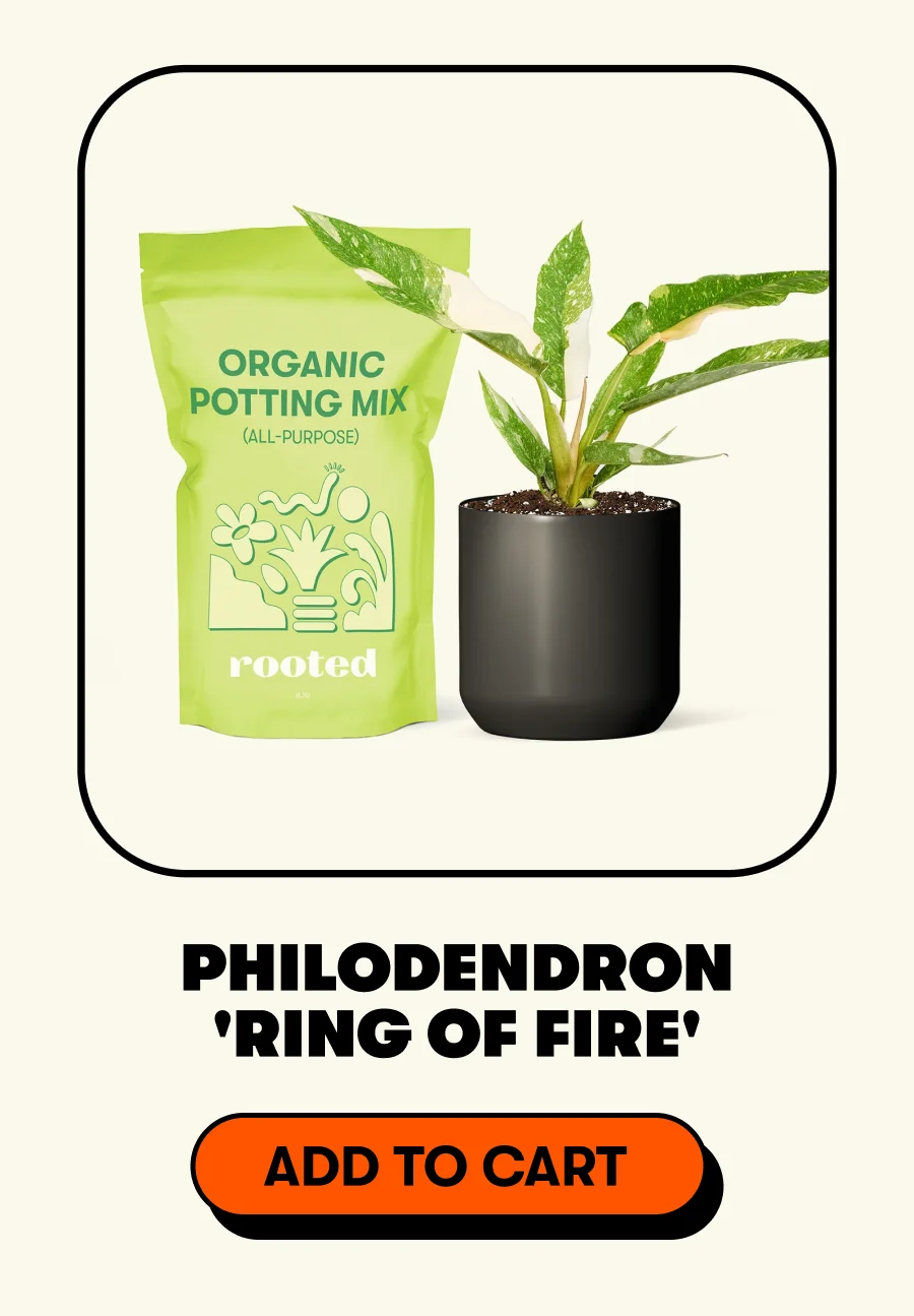 Philodendron 'Prince of Orange' [ADD TO CART]