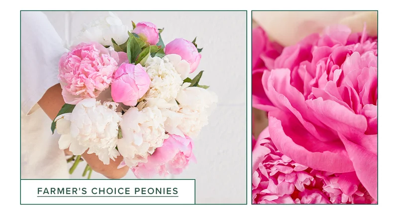 FEATURED BOUQ: FARMER'S CHOICE PEONIES