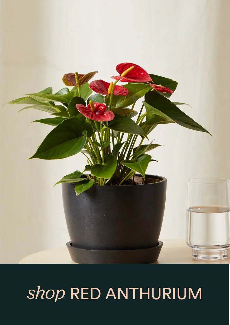red anthurium