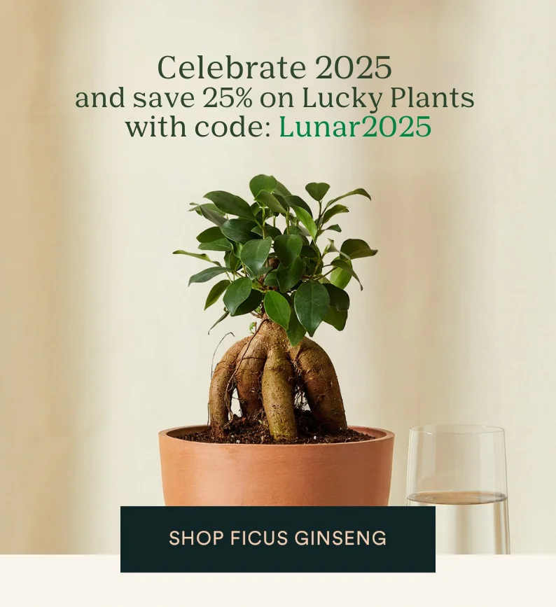 save 25% on lucky plants with code LUNAR2025