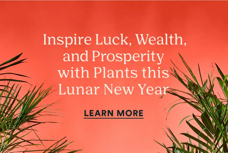 learn about lunar new year