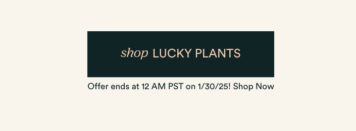 shop lucky plants
