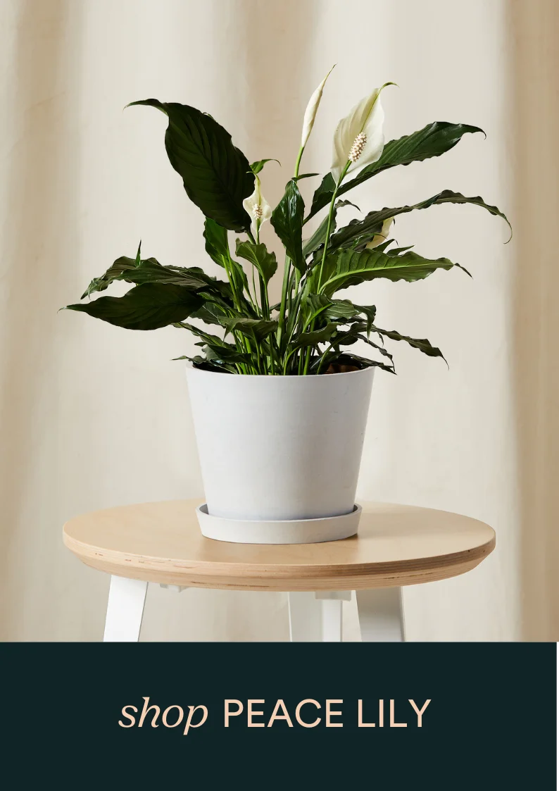 peace lily