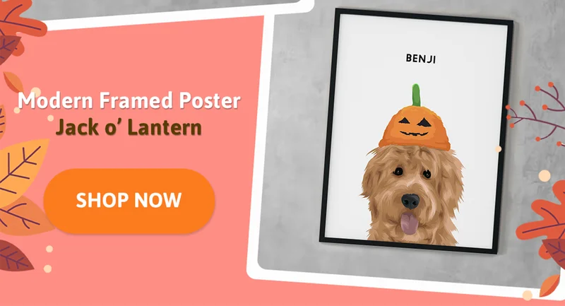 Modern pet pumpkin hat portrait