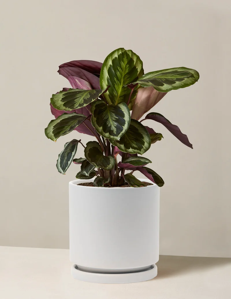 Image of Calathea Medallion