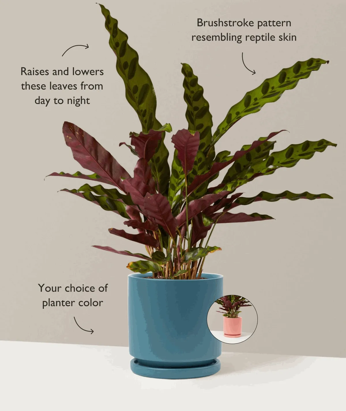 Shop Calathea Rattlesnake - Back In Stock!