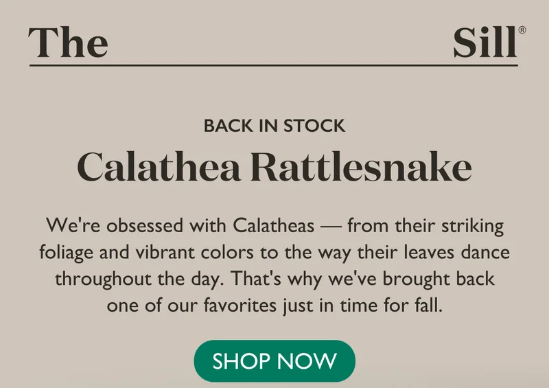 From their striking foliage and vibrant colors to the way their leaves dance throughout the day, we're obsessed with Calatheas.