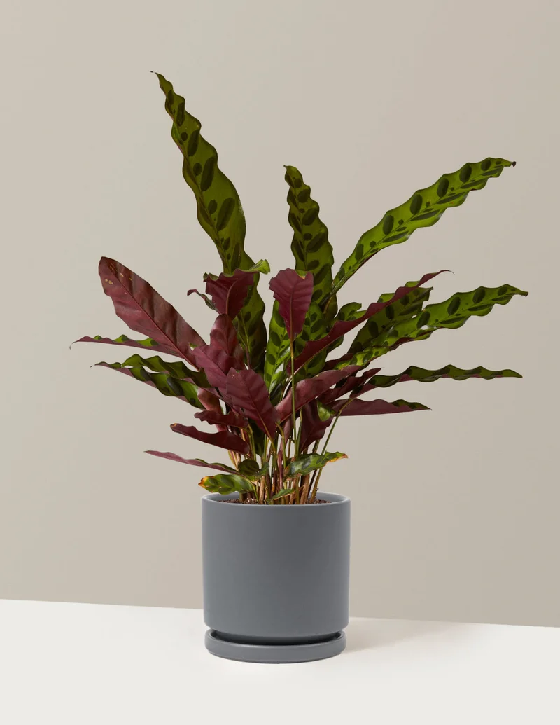 Image of Calathea Rattlesnake