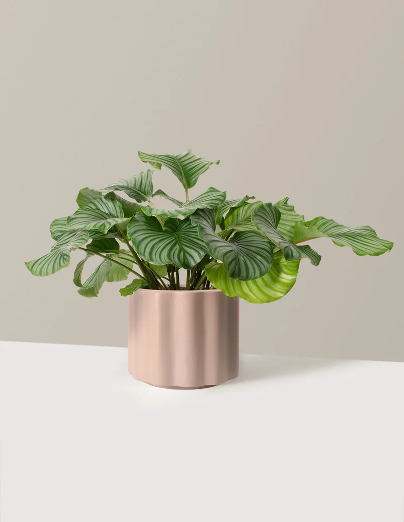 Image of Calathea Orbifolia