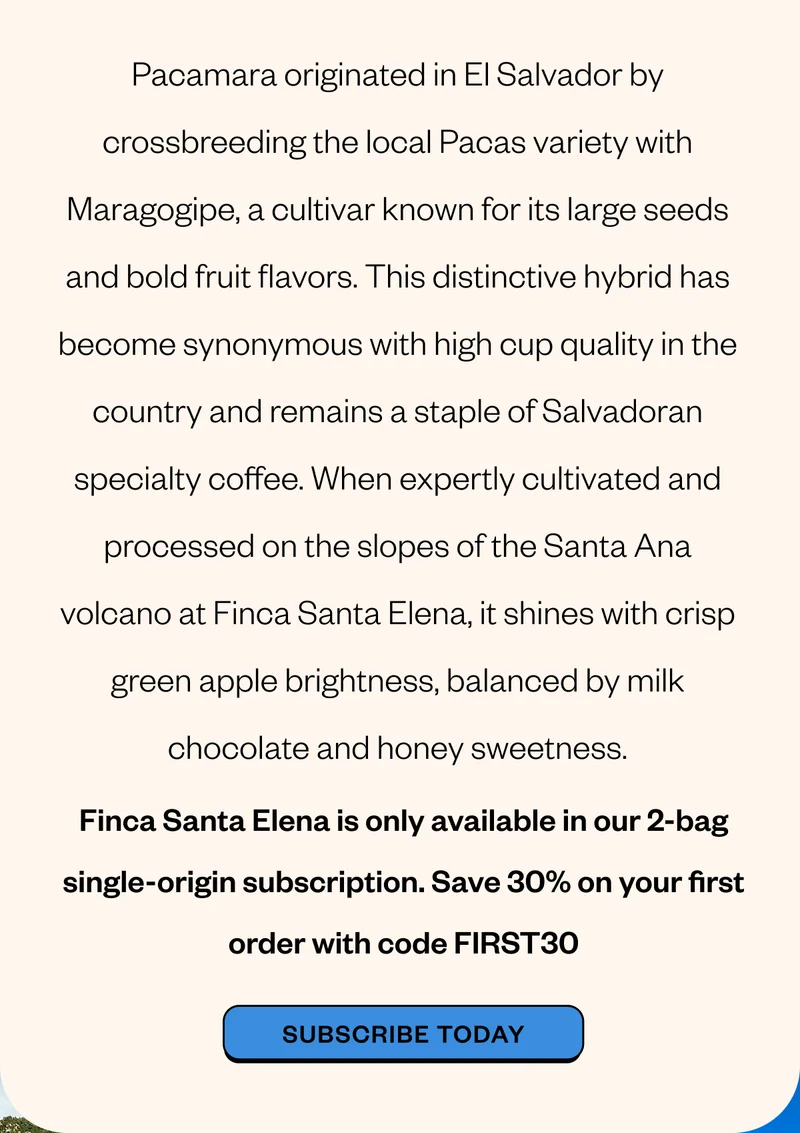 Pacamara originated in El Salvador by crossbreeding the local Pacas variety with Maragogipe, a cultivar known for its large seeds and bold fruit flavors. This distinctive hybrid has become synonymous with high cup quality in the country and remains a staple of Salvadoran specialty coffee. When expertly cultivated and processed on the slopes of the Santa Ana volcano at Finca Santa Elena, it shines with crisp green apple brightness, balanced by milk chocolate and honey sweetness. Save 30% on your first order with code FIRST30 Subscribe Today